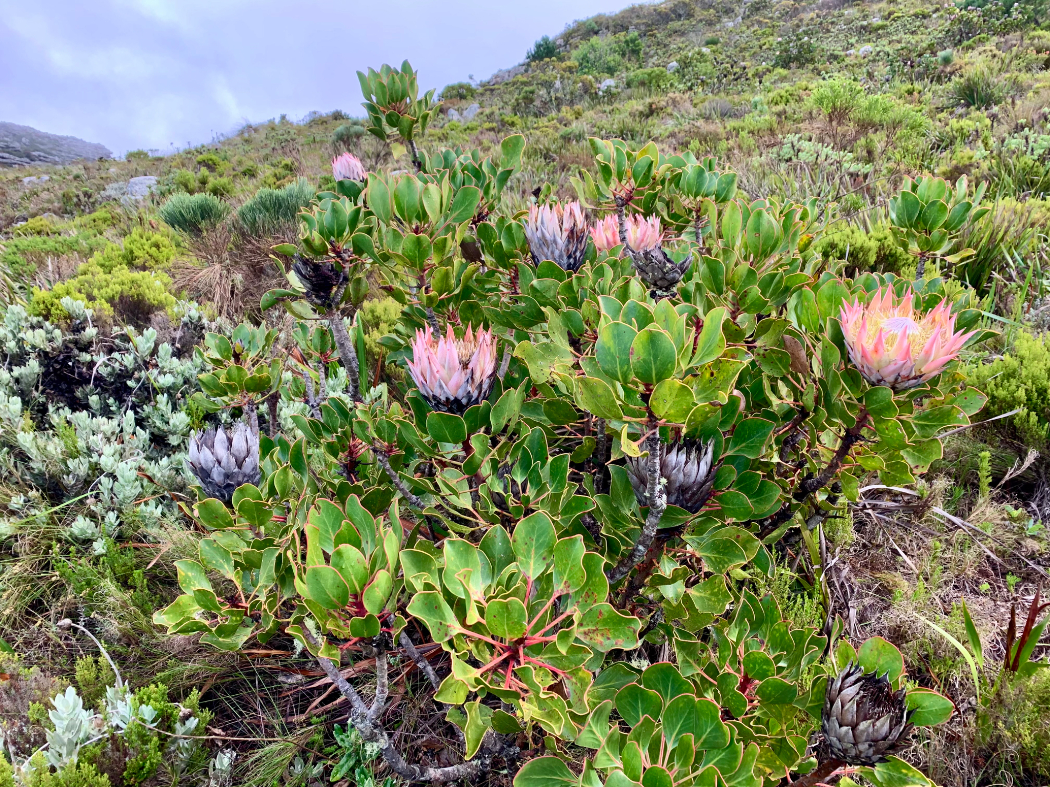 King Protea many